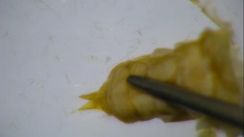 Réf. 216 414 : Goera pilosa